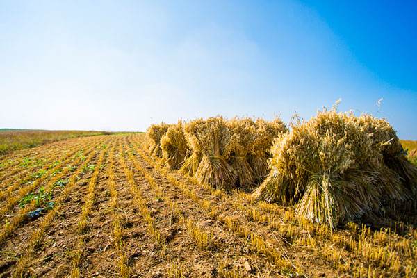 筇竹寺故事,筇竹寺历史背景