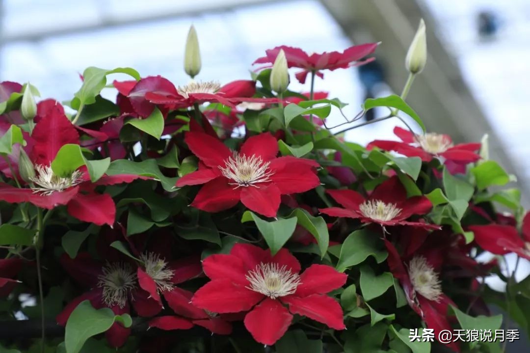 铁线莲折扣,铁线莲哪款值得入手