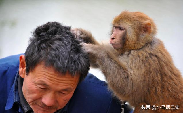 农村人现在还长虱子吗,为什么以前农村的虱子现在少见了