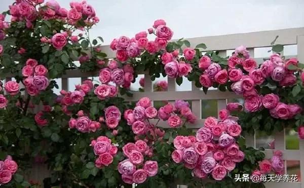 艾拉绒球小苗养护,艾拉绒球室内养殖方法