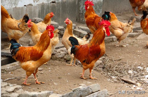 农村妇女创业做哪些项目比较好,55到65岁在农村能创业什么项目