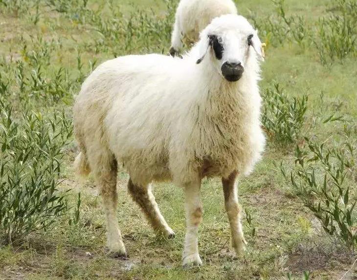 太湖之畔的历史名城,饱含了江南百姓对羊肉风味的执念