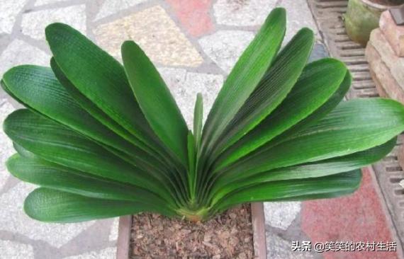 君子兰如何浇水小视频,君子兰怎么浇水的正确方法