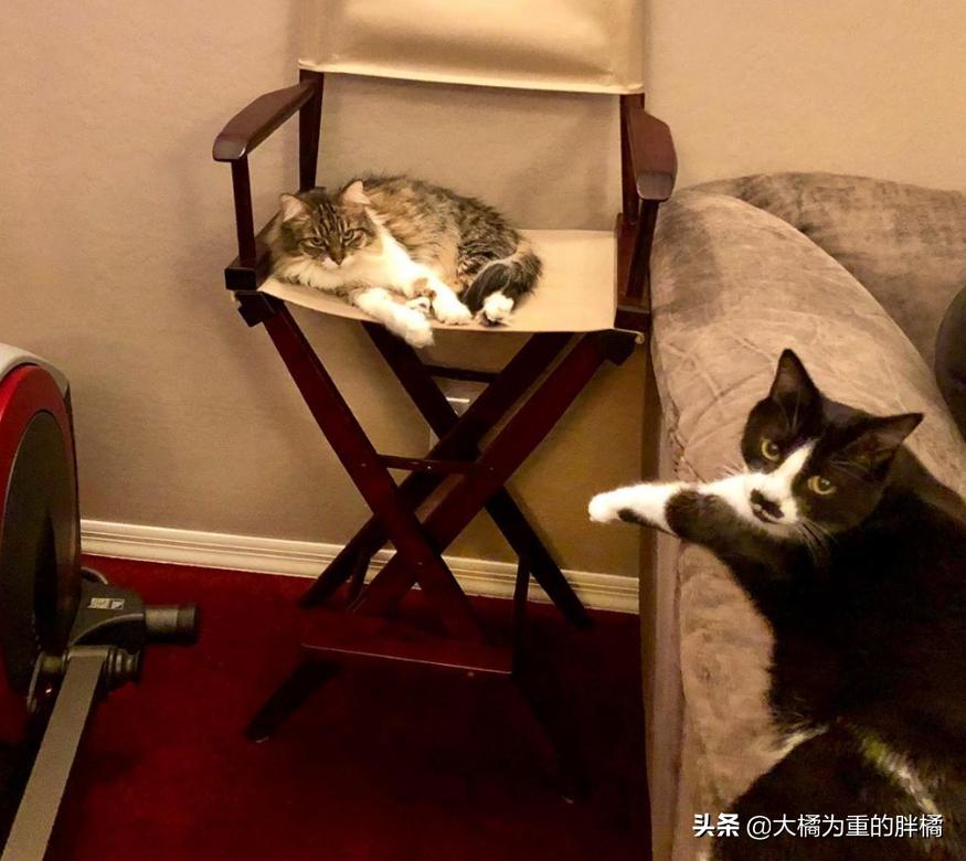 母猫离家出走留下小猫,母猫挪窝落下小猫