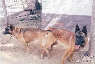 为什么两只狗狗尾巴缠在一起,为什么两只狗狗分不开