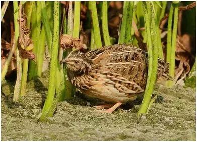 发家致富好项目1万元以下投资,致富项目10万以下