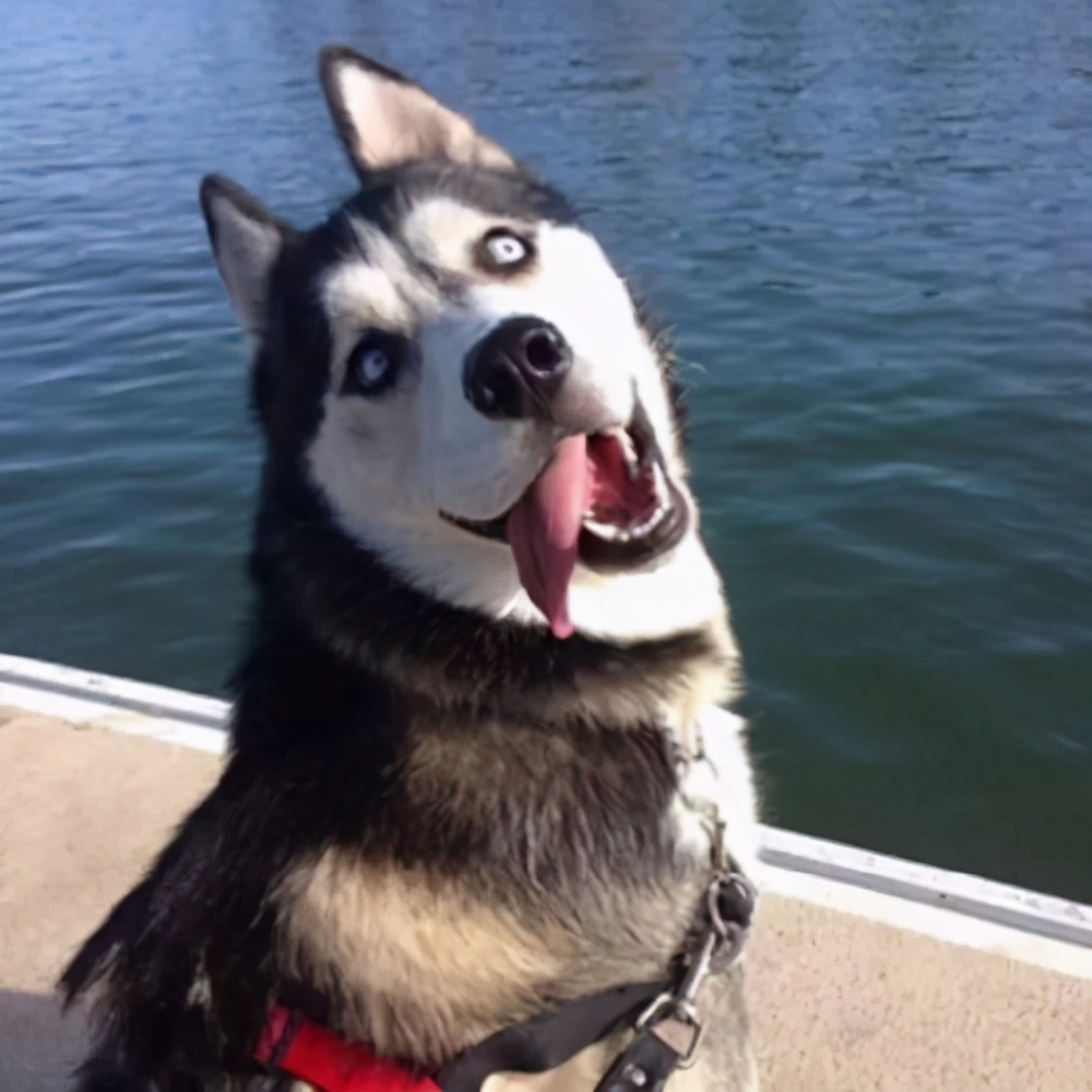 这6种狗高颜值性格好适合家里养,哪种狗性格比较温顺适合孩子养