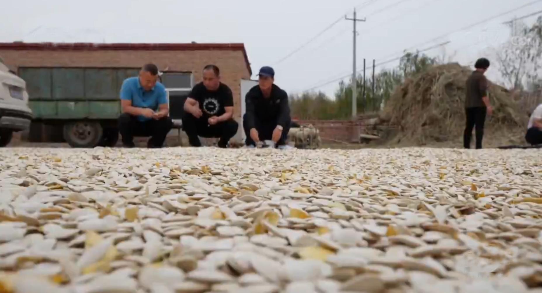 黑龙江西葫芦种植,农民种植西葫芦亩收入