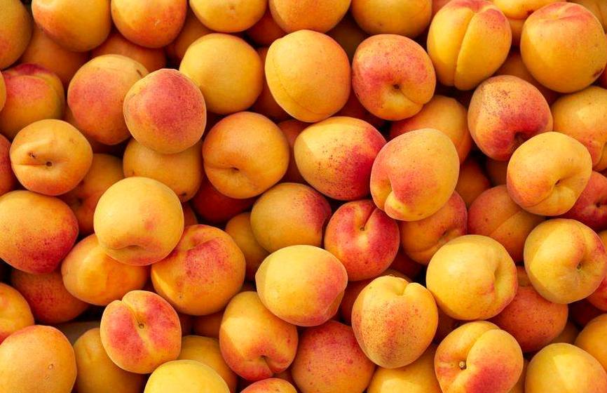 杏子的营养价值以及产地分布介绍