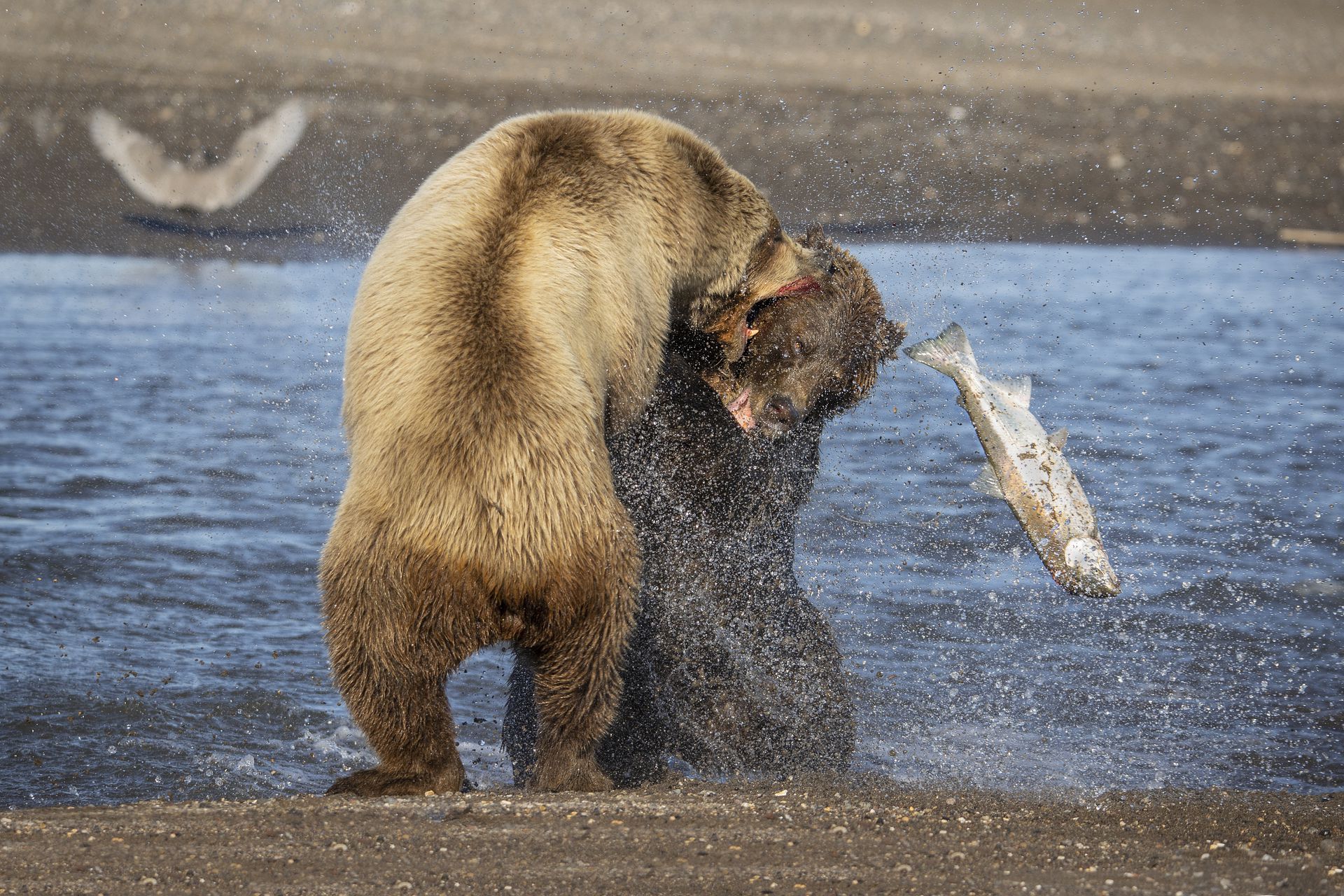 棕熊打各种熊和各种动物画面,动物和熊斗的视频
