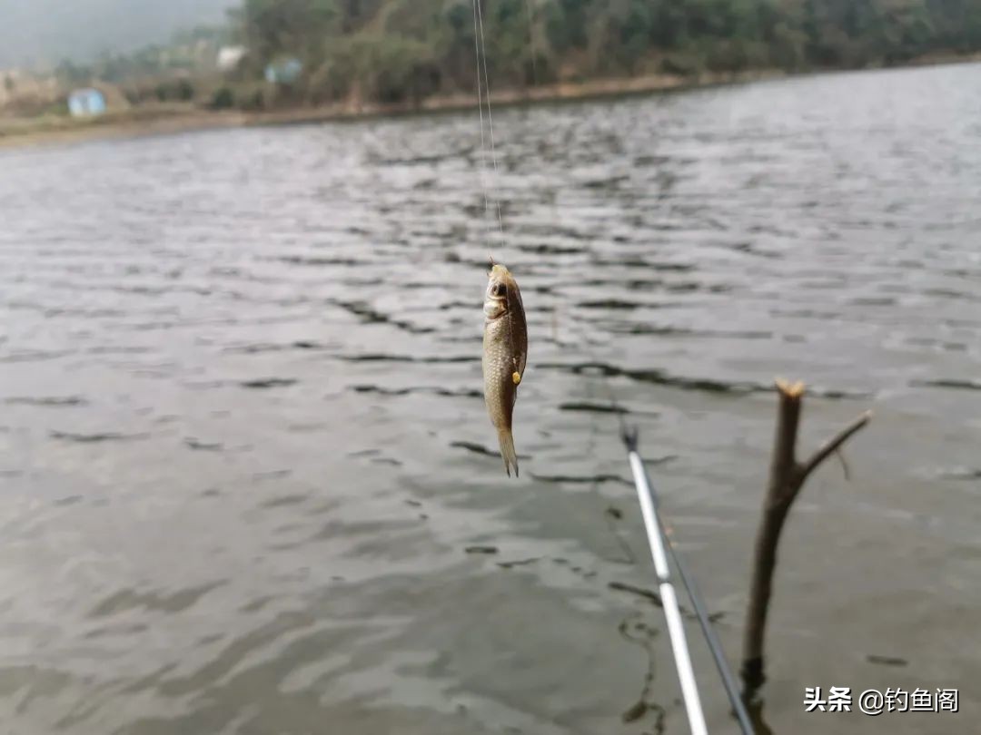 连续几天钓一个窝子鱼越钓越小,经常在同一个位置鱼越钓越小了
