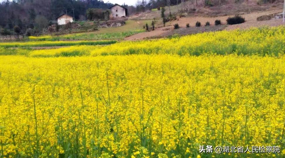 陈湾村疫情,疫情前的陈溪村