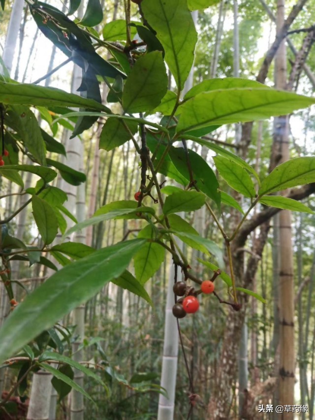 种植草药骗局,种植中草药的几种骗局