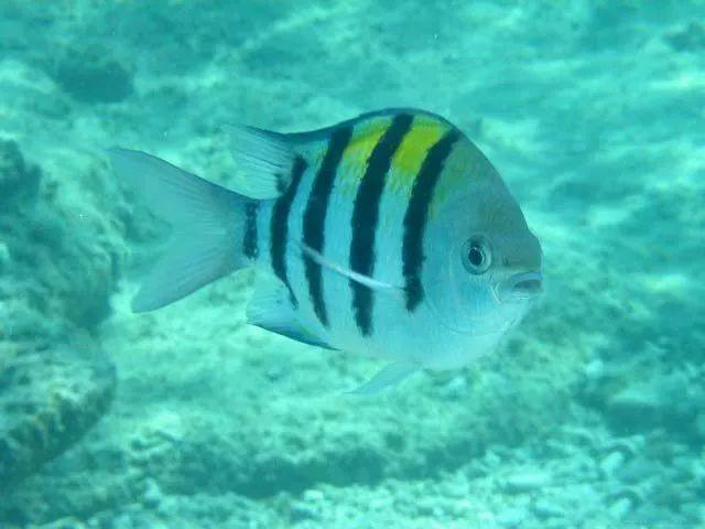 白鹿仓欢迎大家来白鹿仓观看直播,白鹿仓冰雪海洋旅游