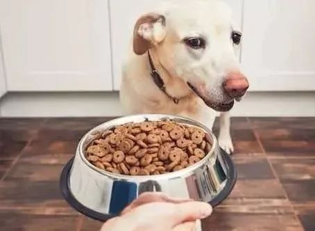 狗狗挑食怎么办教你四招轻松解决,狗狗挑食怎么办视频