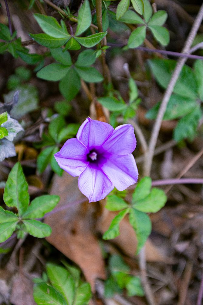 尼康ais300mmf4定焦镜头,尼康ais35mmf1.4定焦镜头