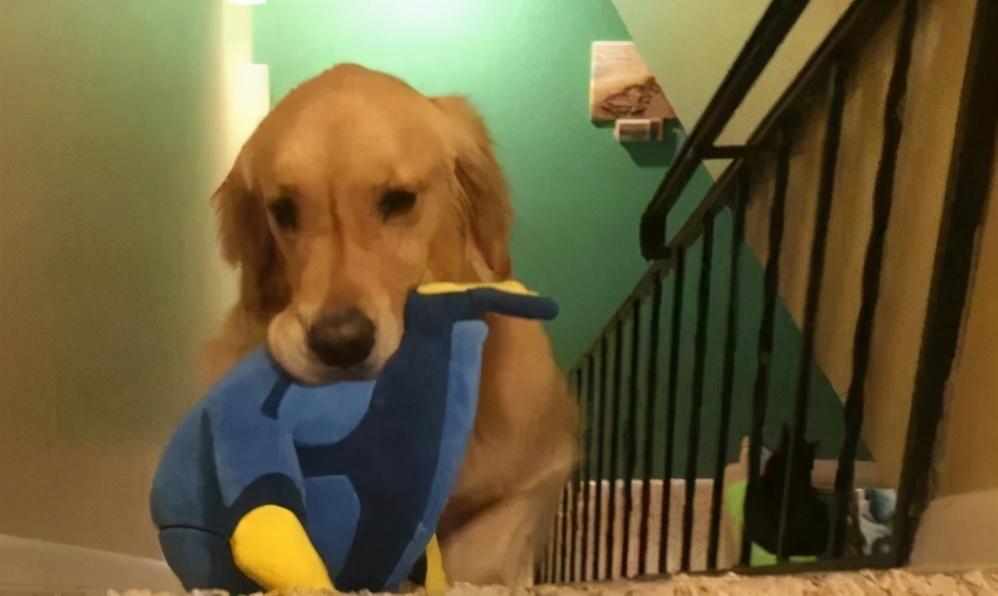 主人收拾两只犯错的狗,主人犯错金毛开启护娃模式