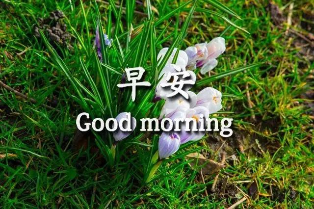 最新早上好问候语正能量图片大全,怎么自己制作早晨问候动态图片
