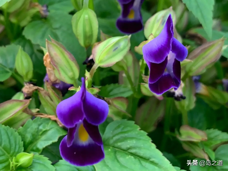 含12生肖的植物名,用十二生肖组成的植物名
