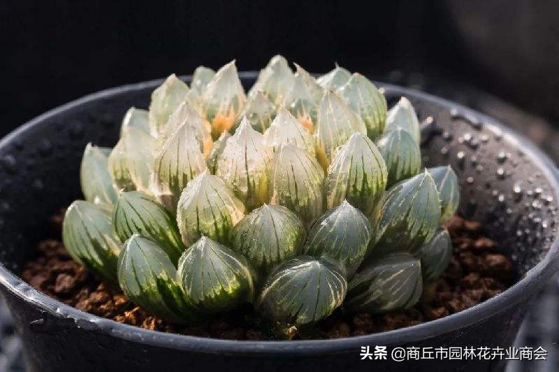 荷花多肉好养吗容易活吗,多肉用水养得活吗