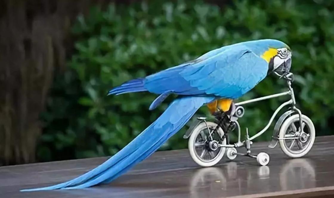 鹦鹉的疾病,饲养管理,需要的赶快收藏