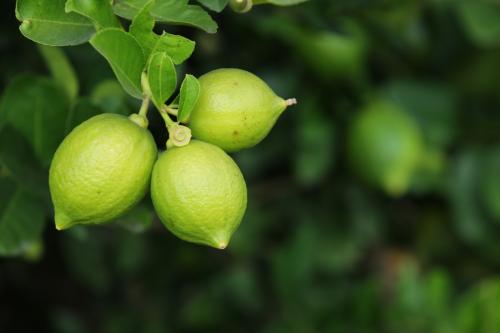 柠檬开花结果后怎样保果,柠檬开花结果怎样施肥