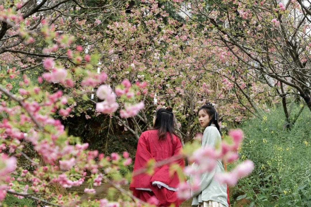 樱花烂漫时汉服少女,樱花烂漫时相遇
