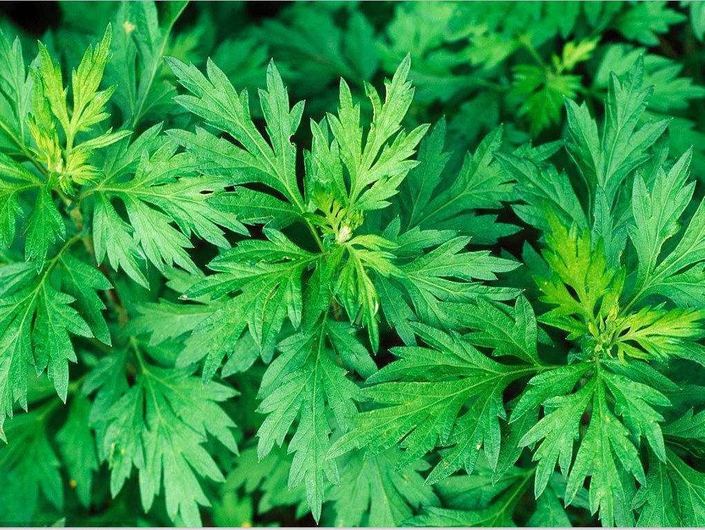 家里种植艾草能驱蚊吗,艾草驱虫的正确方法