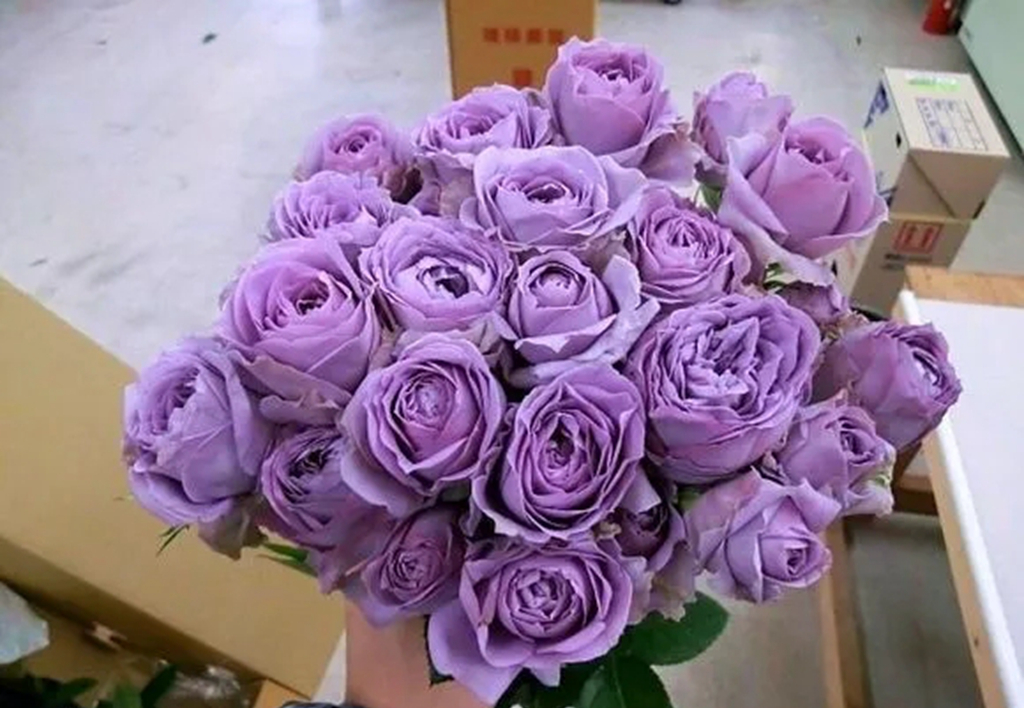 100种月季品种大全集,适合地栽的蓝紫色月季有哪些