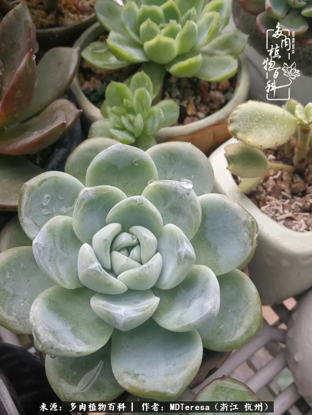 养好能养好的才是王道！期待多肉们的华丽转身