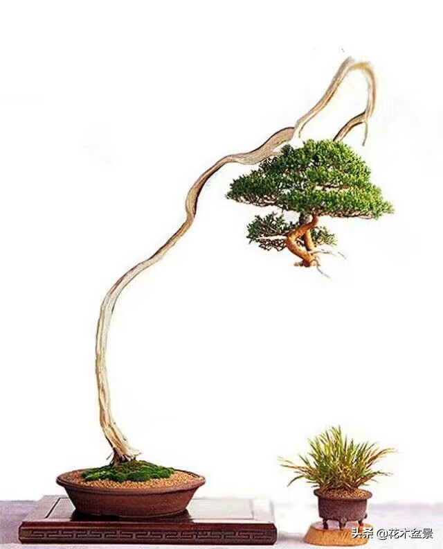 文人树盆景，宣泄一种情绪，吐露一种幽愤