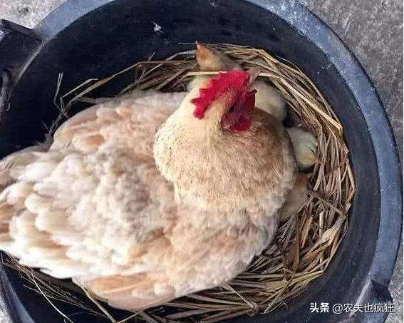 母鸡孵化鸡蛋全过程视频,怎样弄母鸡孵小鸡