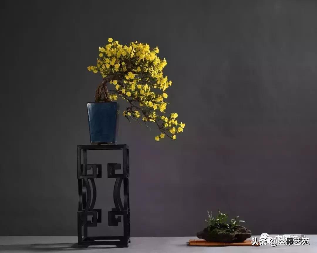 天生好养的36种盆景植物,好养的大盆景植物推荐