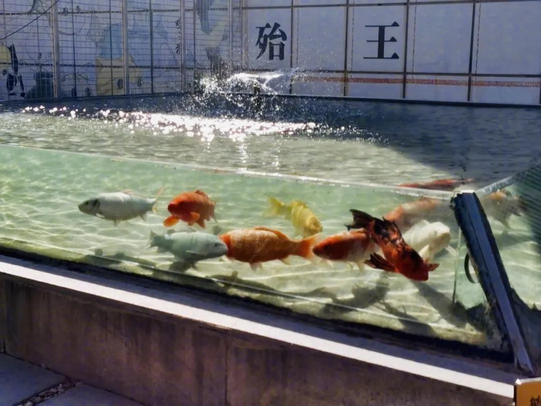 2019年掉缸事件,关于掉缸的事件