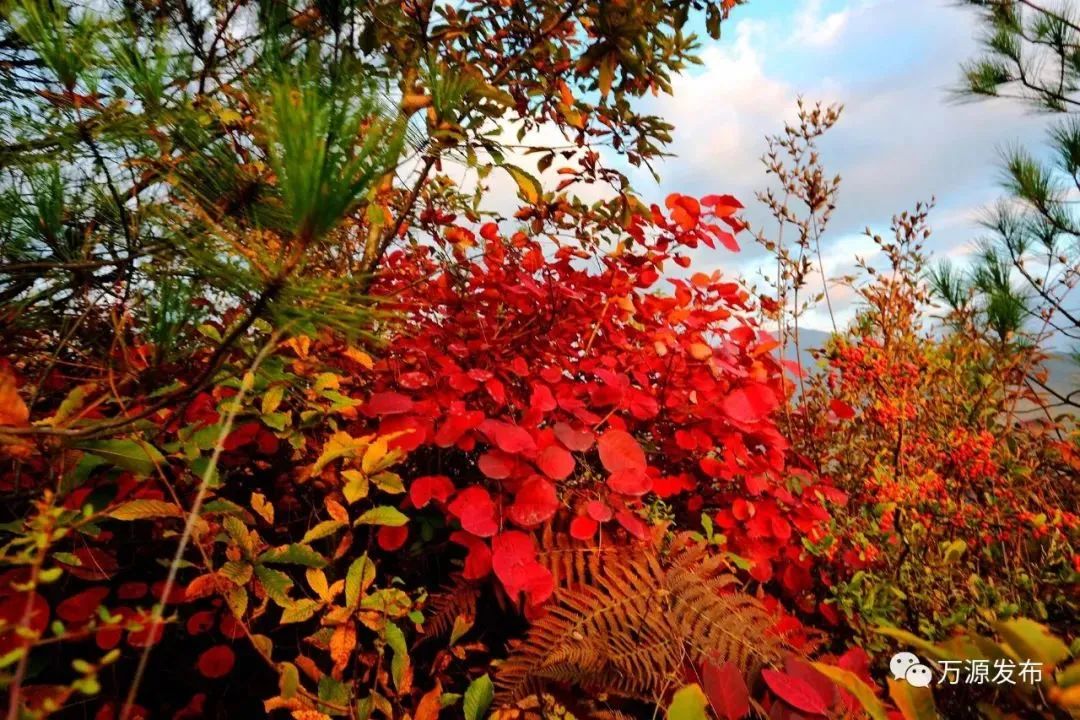 看万山红遍层林,看漫山红遍层林尽染国画