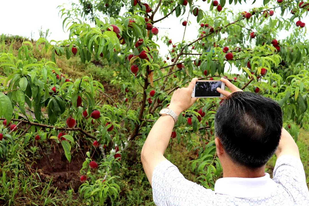 果肉血红的是什么桃子,果肉是红色的脆桃