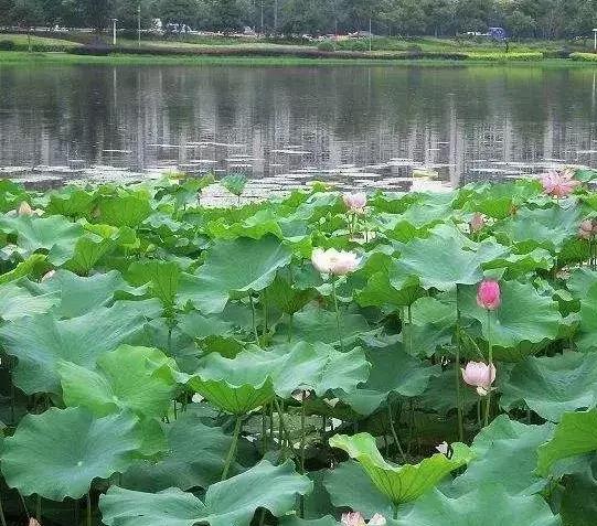 全国十大最佳赏荷好去处,沈阳赏荷花攻略
