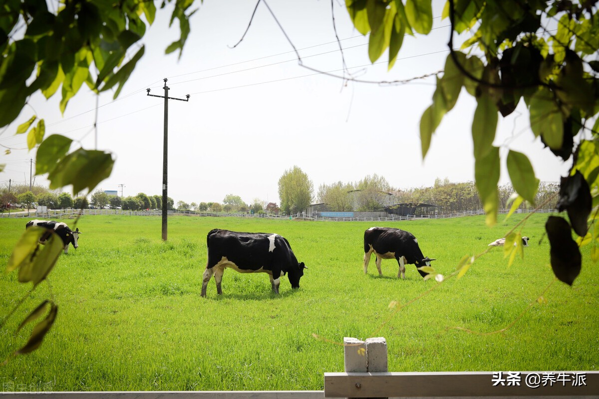 奶牛挤奶流程,奶站工作流程