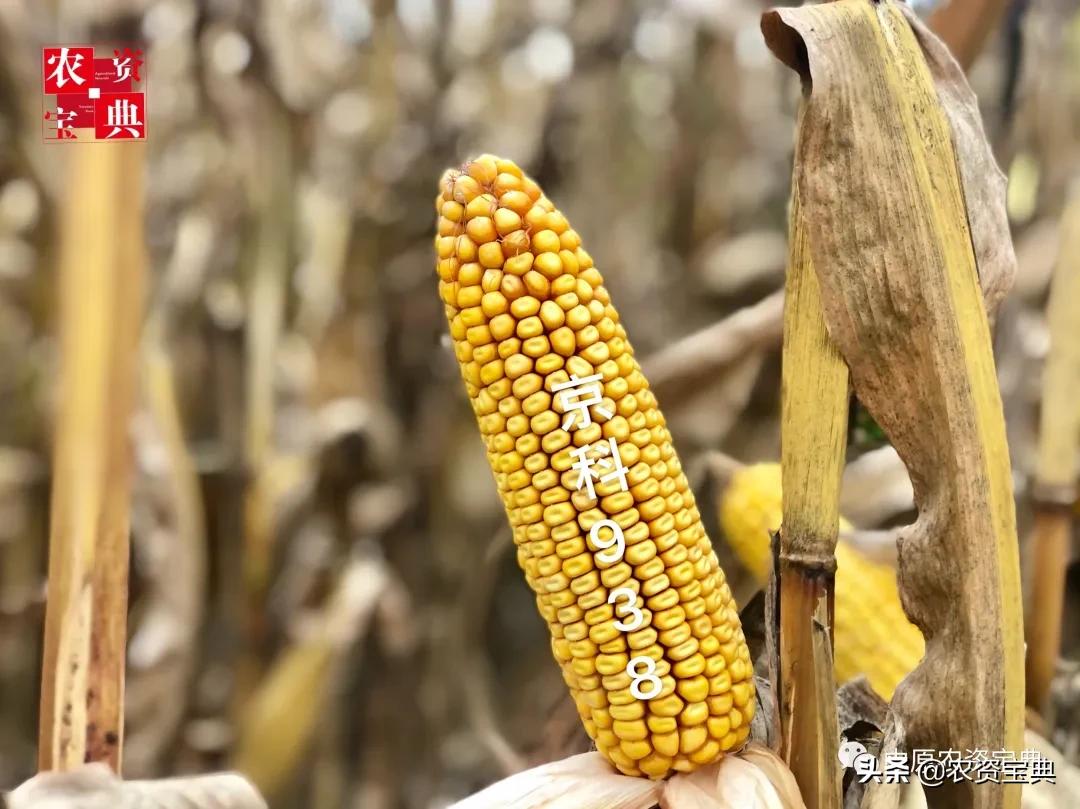 国审玉米种京科938,京科968玉米国审