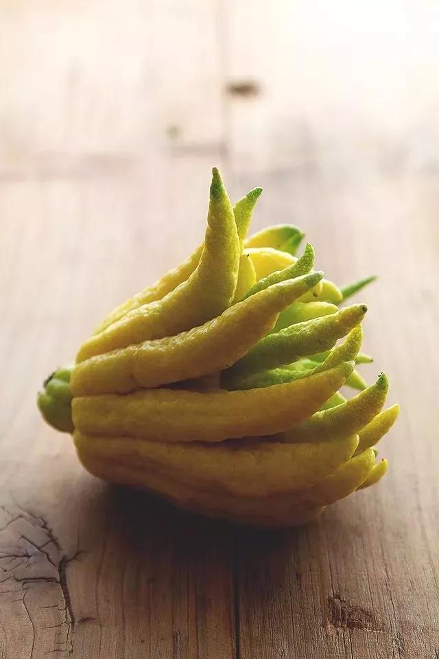 佛手只长叶不开花,佛手只有一种果子