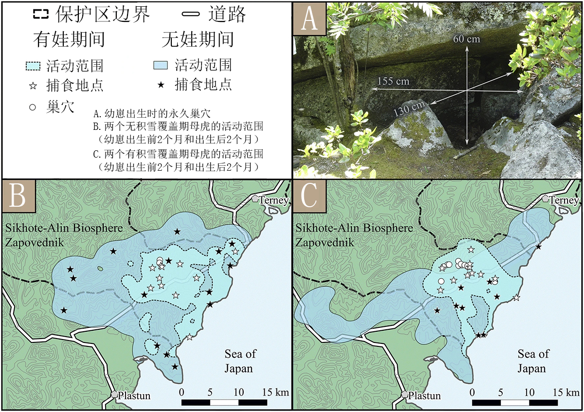 虎毒不食子报应视频,虎毒不食子再凶猛的老虎也有底线