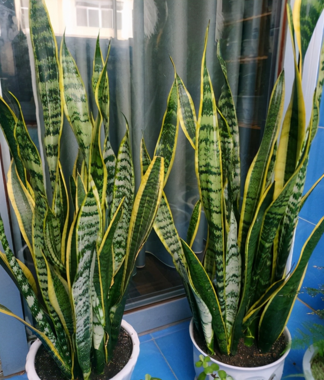 扦插最好成活的十种植物,扦插繁殖的植物有哪些