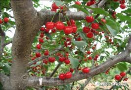 志愿填报季,你必须要知道的“宝藏”大学——西北农林科技大学