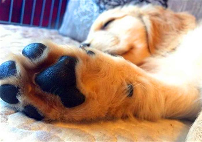 狗狗脚趾真菌感染怎样治疗,狗狗真菌感染怎么预防