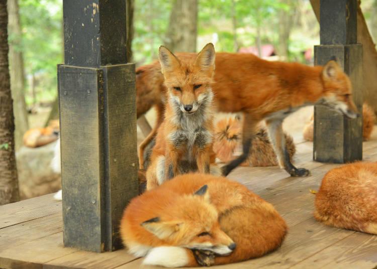 日本藏王狐狸村旅游,宫城县藏王狐狸村