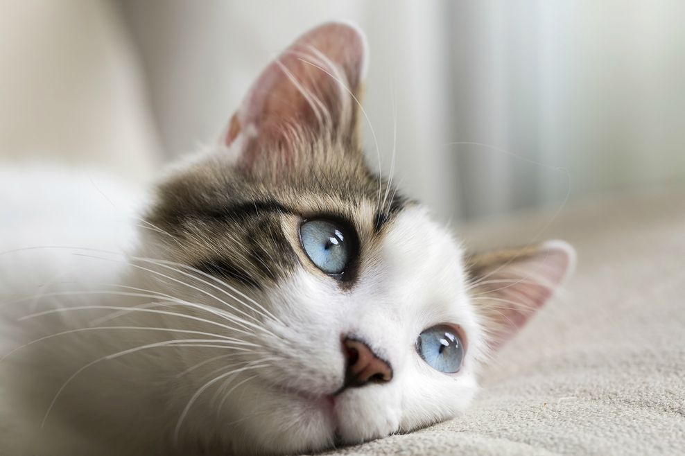 猫奴必备知识化毛膏和猫草怎么选,猫奴十三推荐猫草