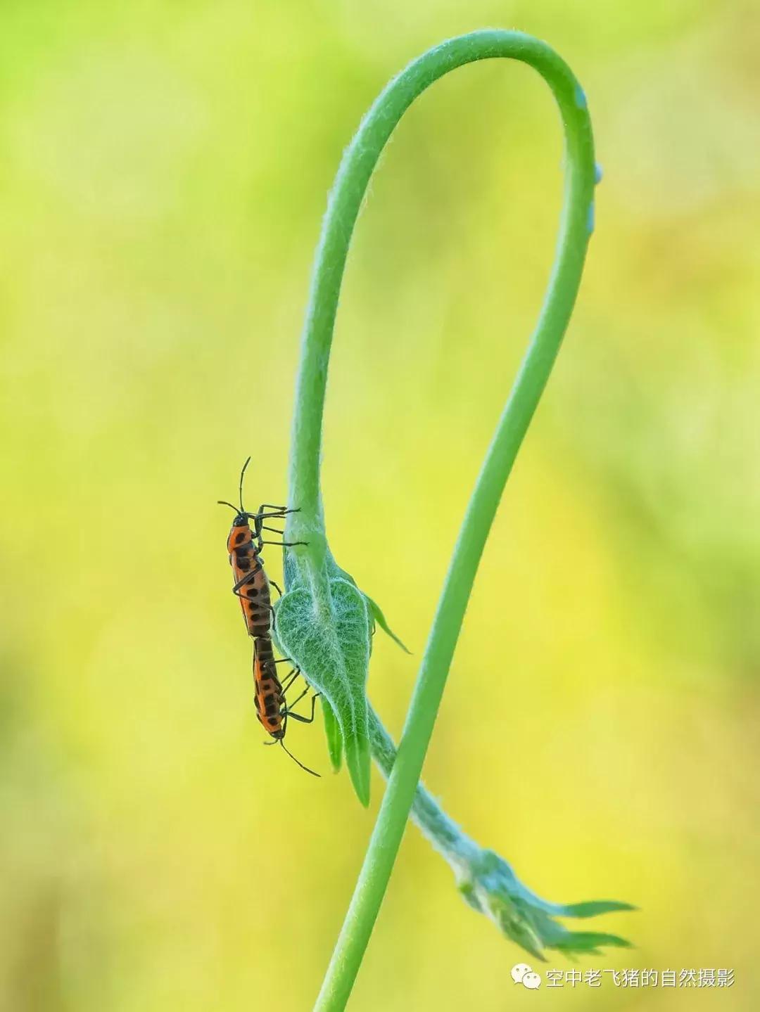 奥林巴斯12-100pro参数,奥林巴斯12-100pro镜头测评