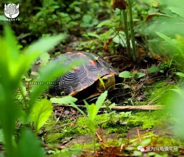 黄缘闭壳龟全集,黄缘闭壳龟和黄缘盒龟