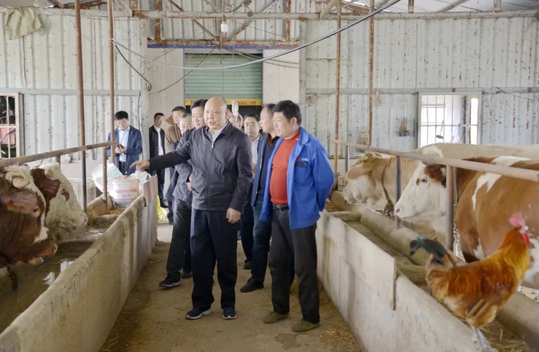 安徽乡村振兴重点帮扶县名单,乡村振兴省重点帮扶村