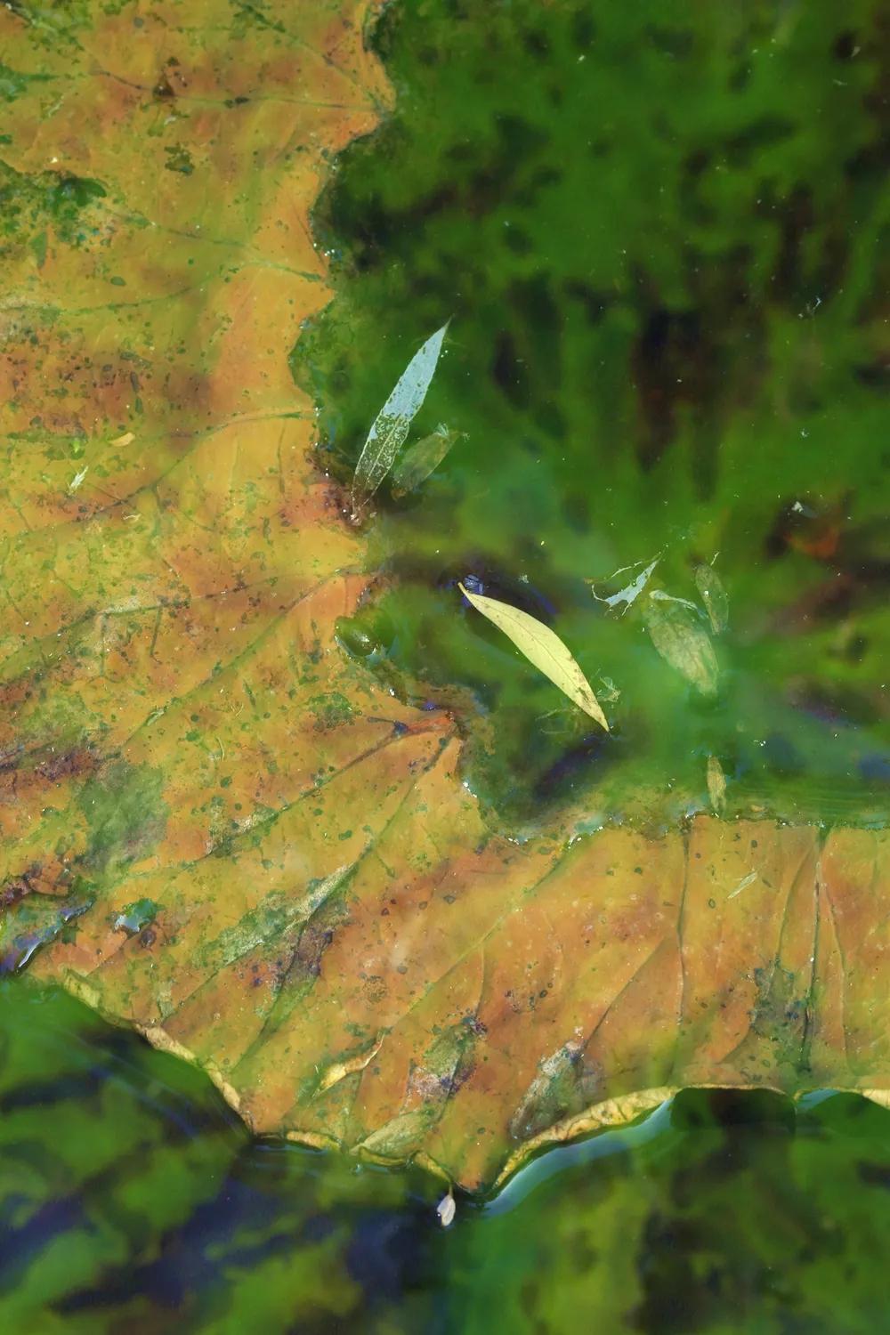津门网金熙男：梦幻荷韵